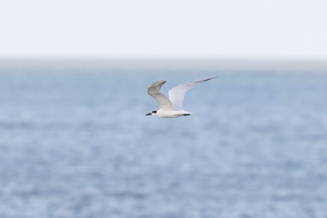 Australian Tern - ML642726025