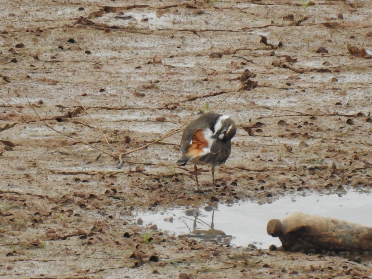 Killdeer - ML642726040