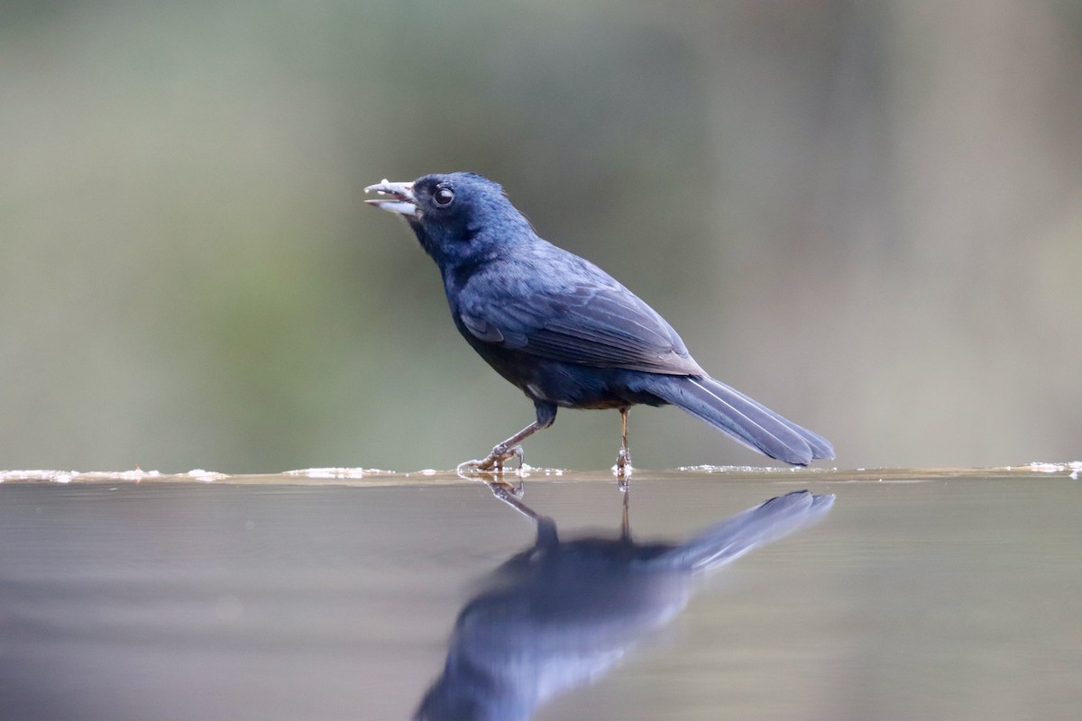 Ruby-crowned Tanager - ML642726043