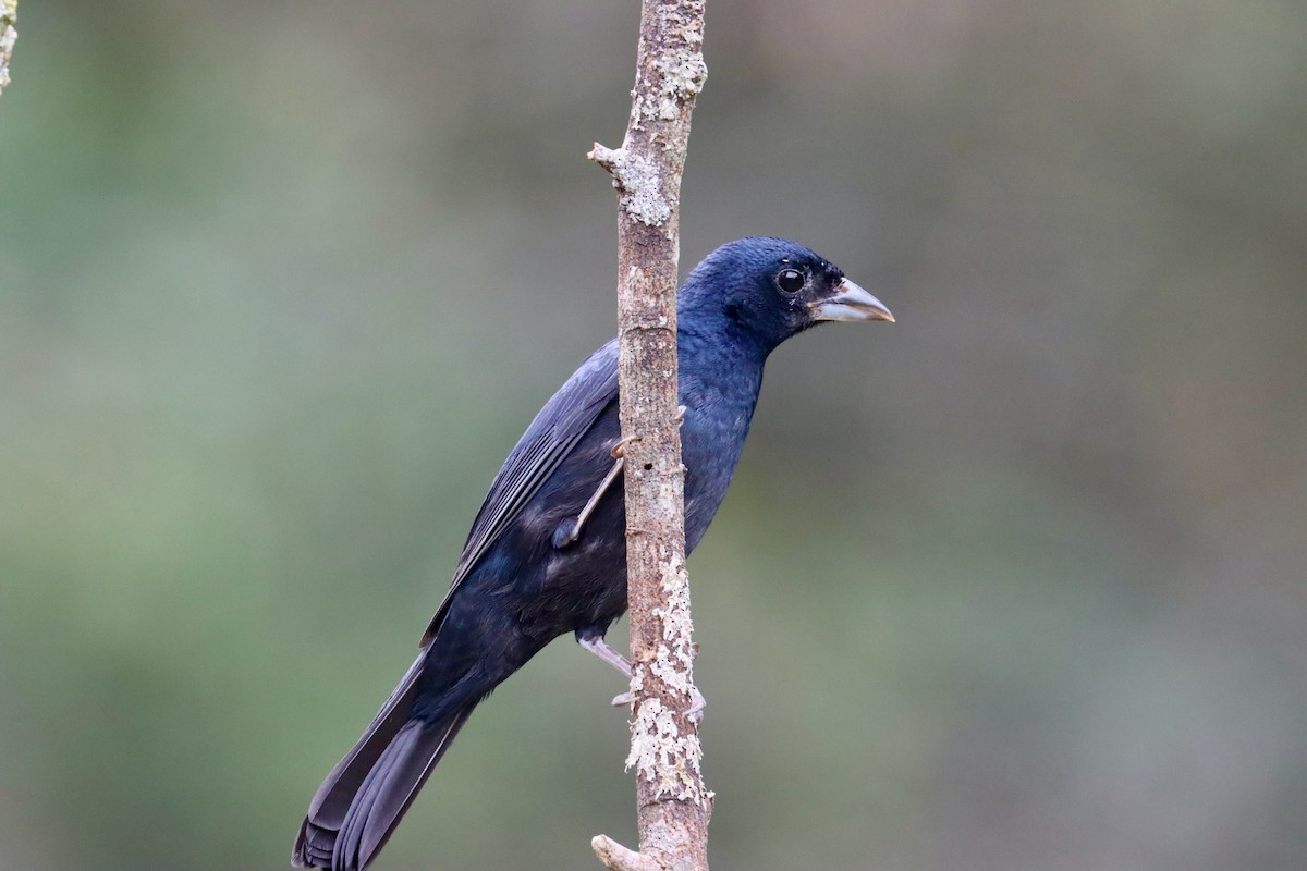 Ruby-crowned Tanager - ML642726050