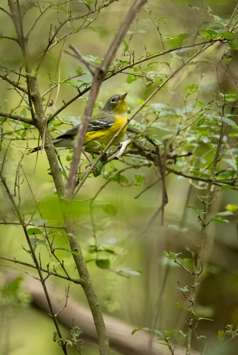 Magnolia Warbler - ML642726070