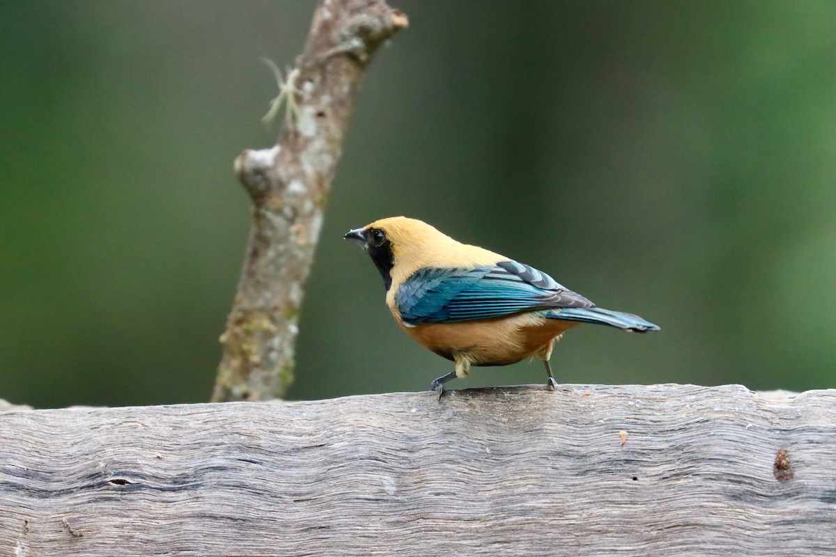 Burnished-buff Tanager - ML642726071