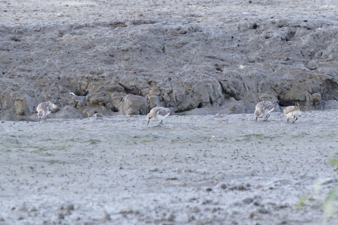 Red-necked Stint - ML642726073