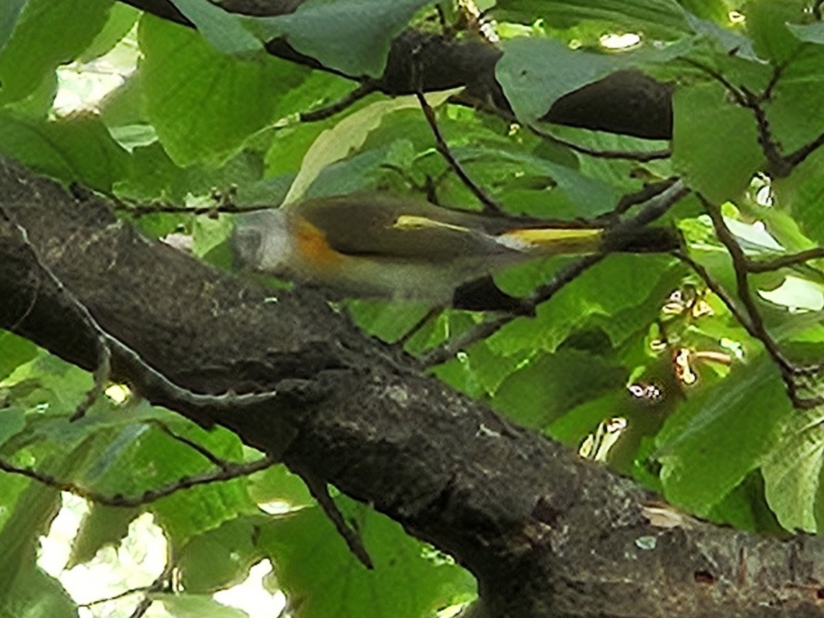 American Redstart - ML642726077