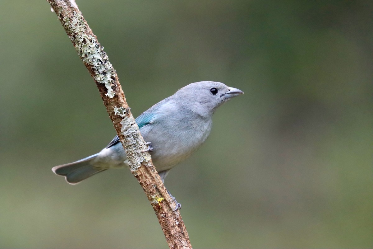 Sayaca Tanager - ML642726078