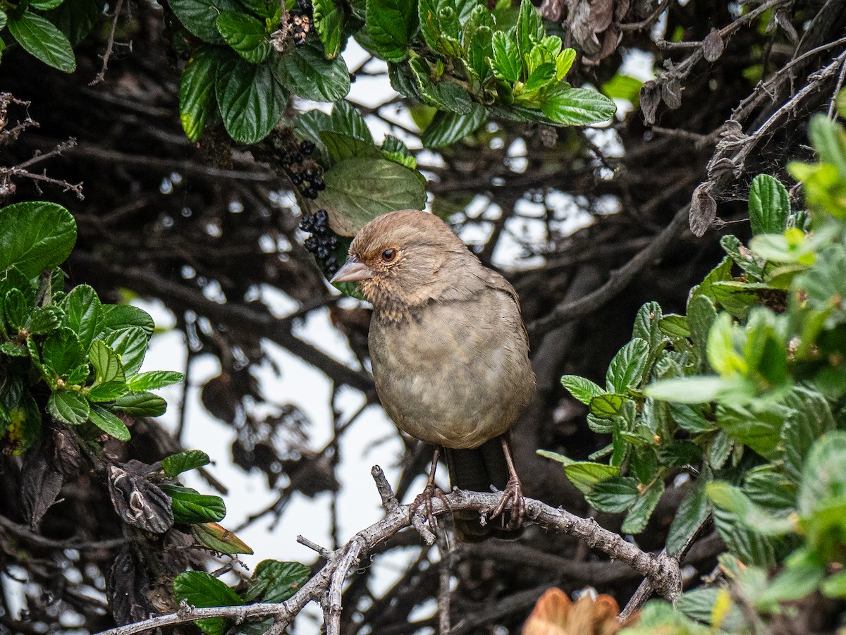 California Towhee - ML642726090