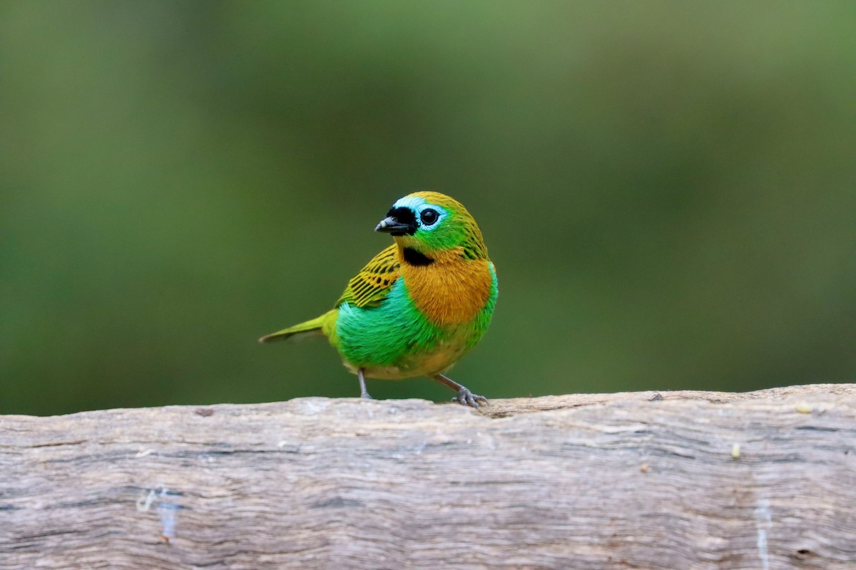 Brassy-breasted Tanager - ML642726107
