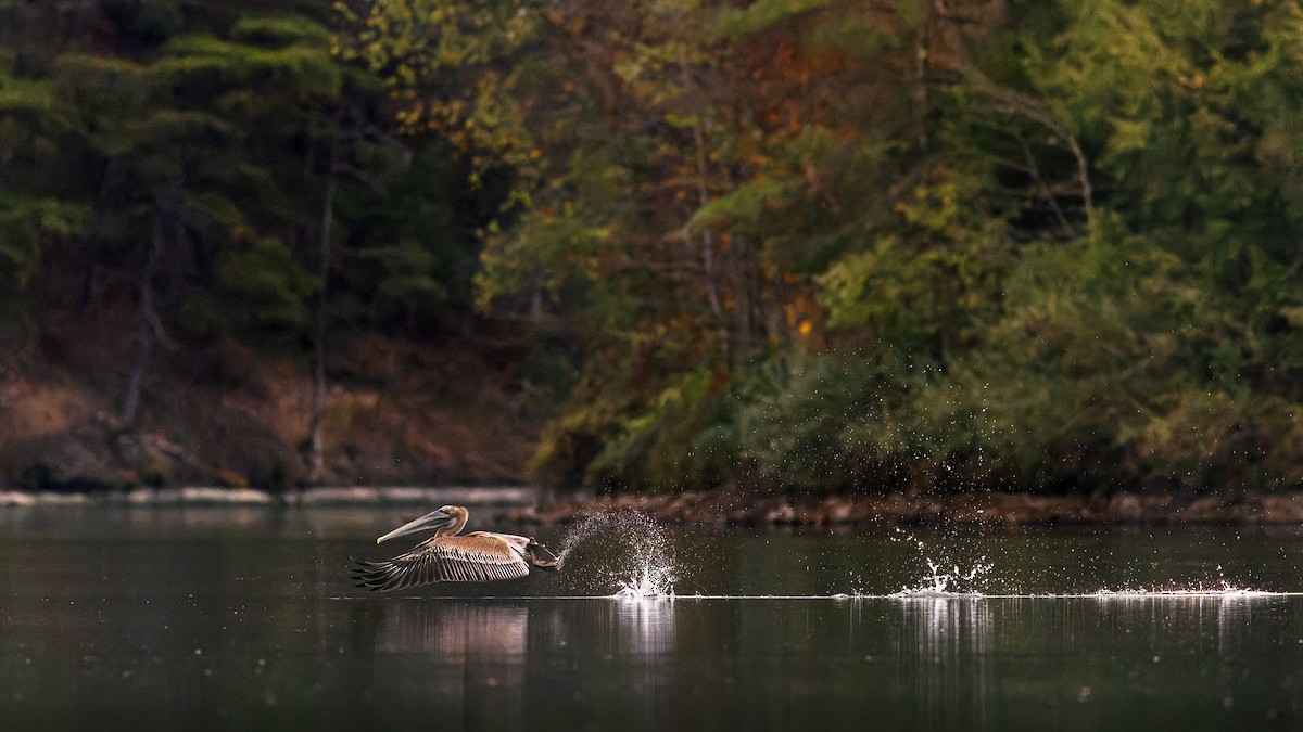 Brown Pelican - ML642726111