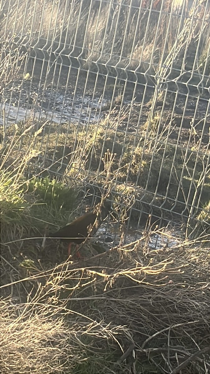 Plumbeous Rail - ML642726117