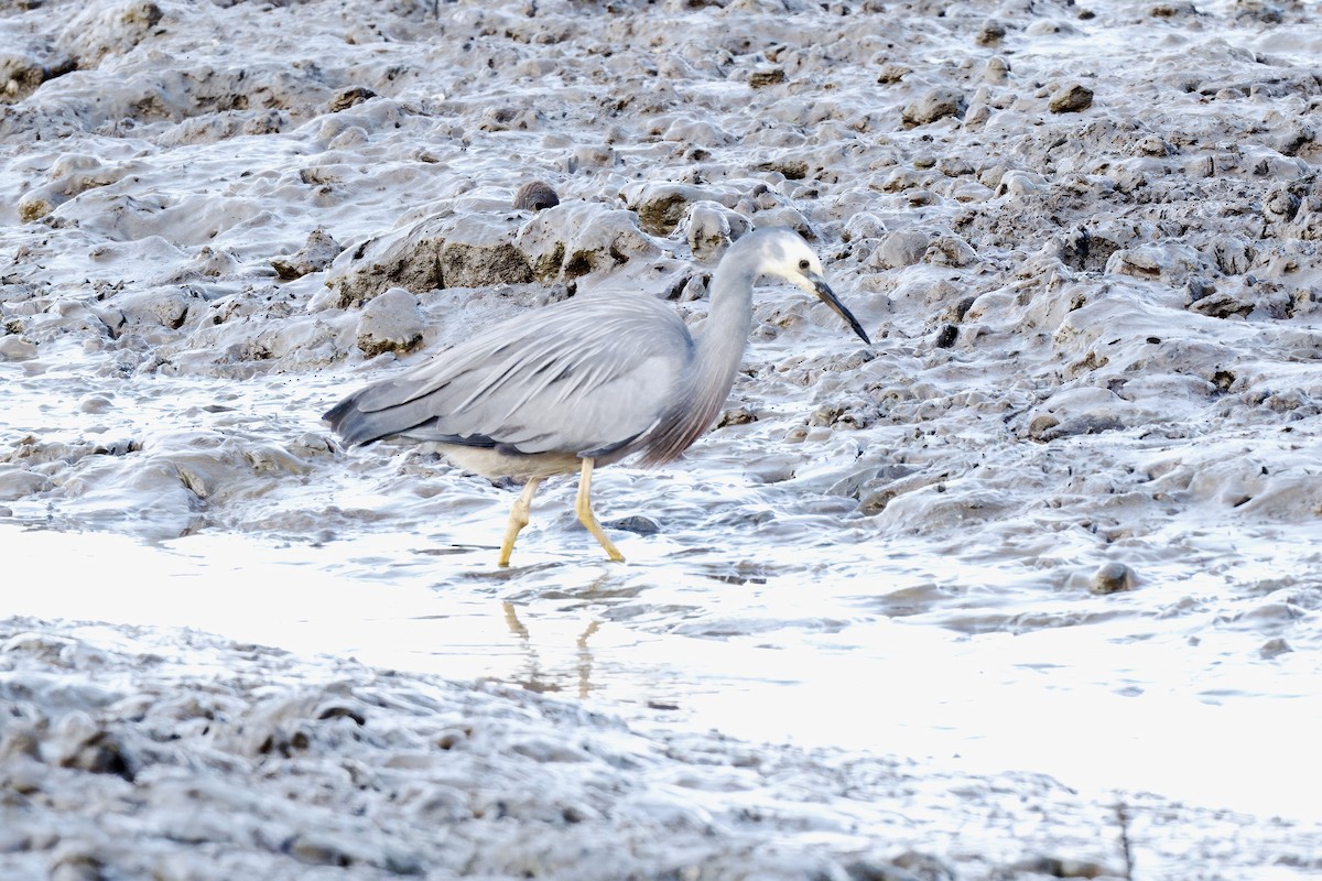White-faced Heron - ML642726120