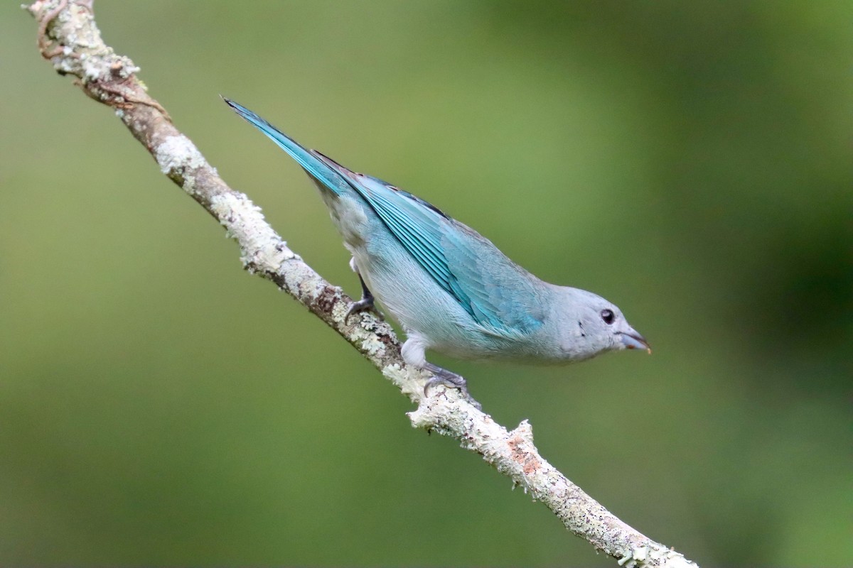 Sayaca Tanager - ML642726121