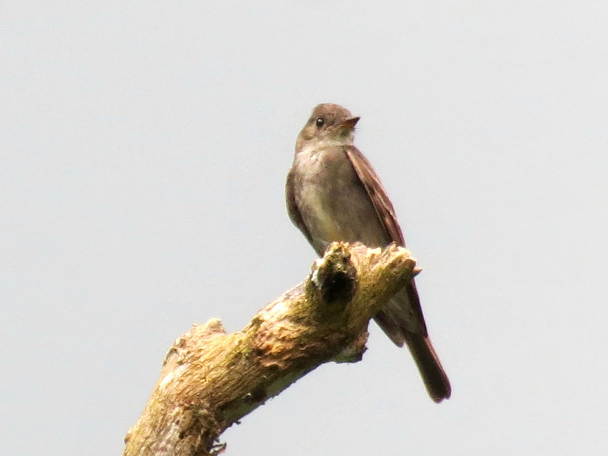 Western/Eastern Wood-Pewee - ML642726134