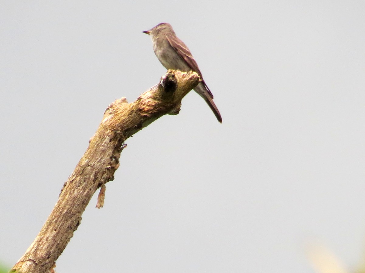 Western/Eastern Wood-Pewee - ML642726135