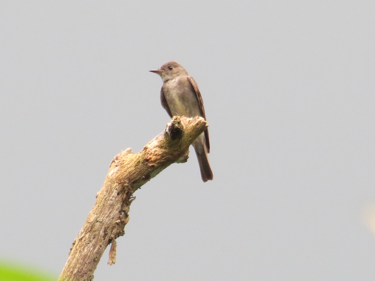 Western/Eastern Wood-Pewee - ML642726136