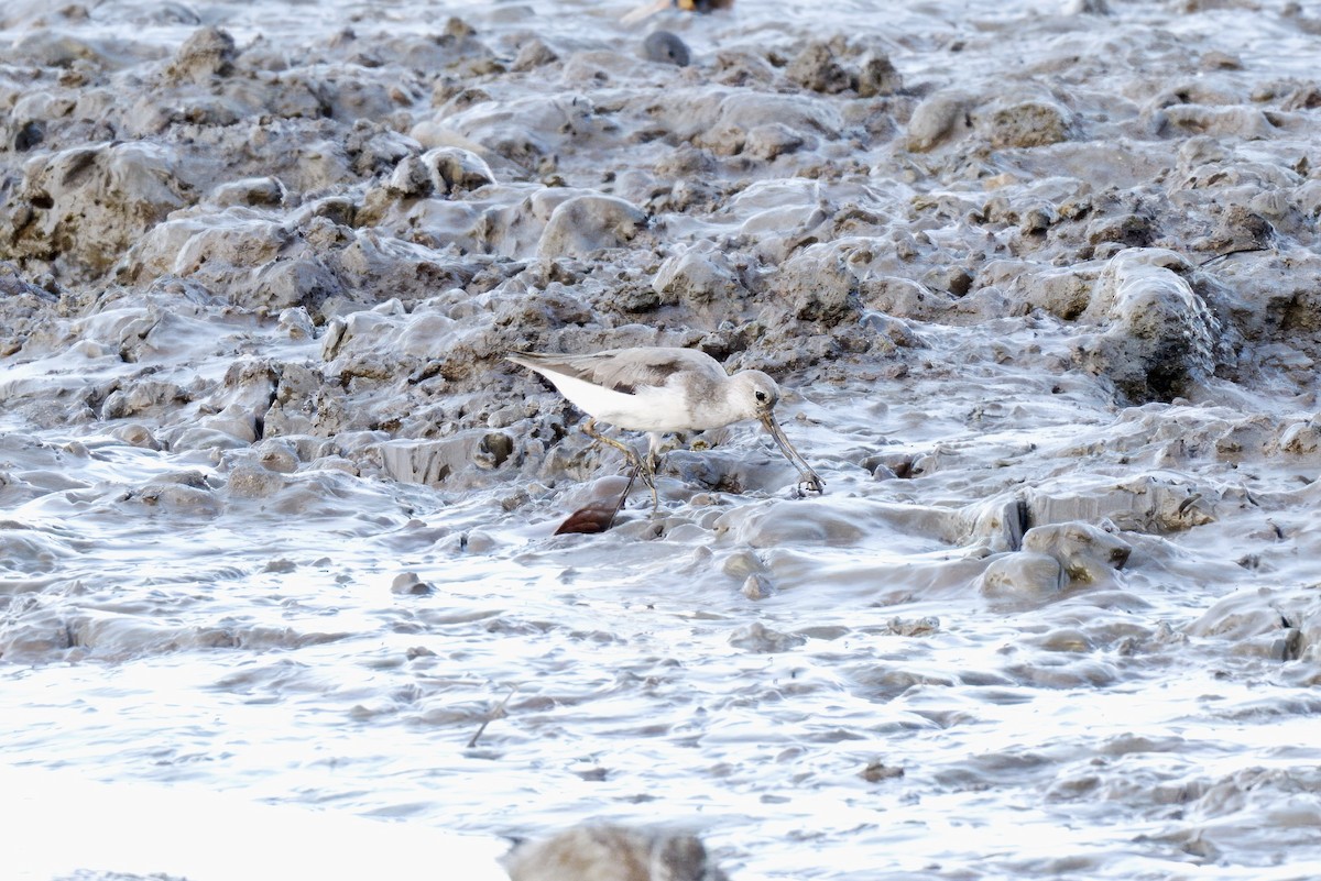 Terek Sandpiper - ML642726153