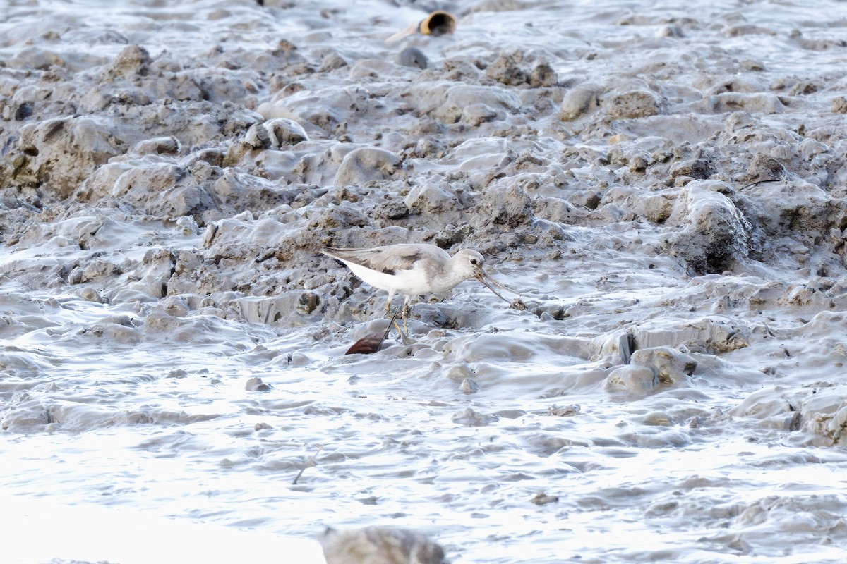 Terek Sandpiper - ML642726157