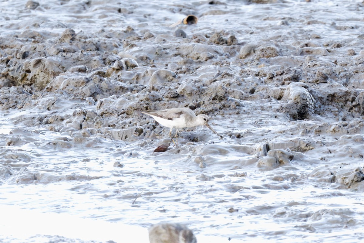 Terek Sandpiper - ML642726159