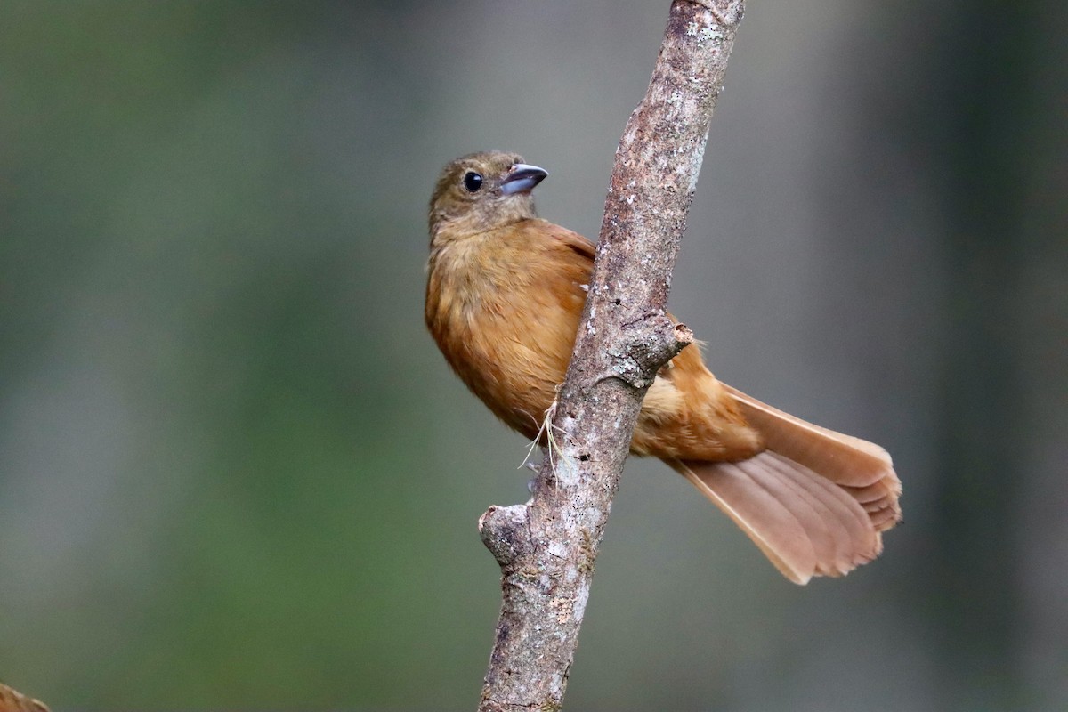 Ruby-crowned Tanager - ML642726161