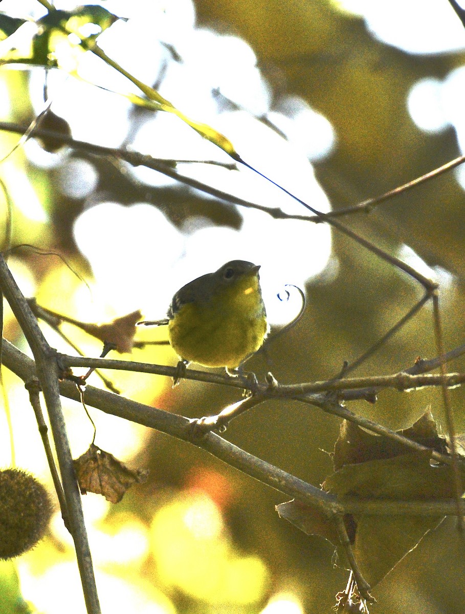 Magnolia Warbler - ML642726171