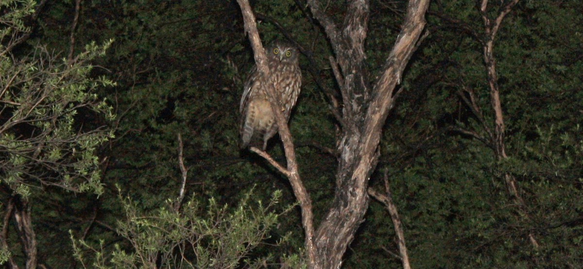 Morepork - ML642726185