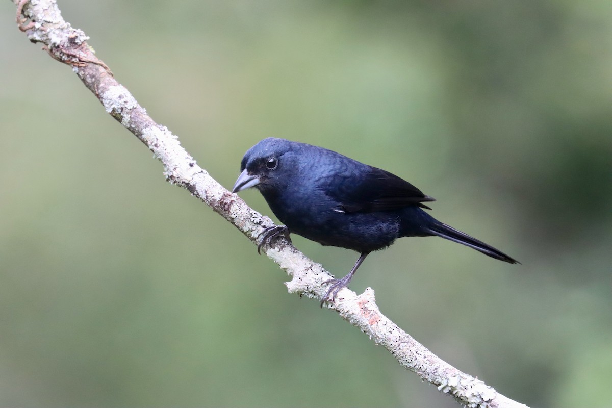 Ruby-crowned Tanager - ML642726193