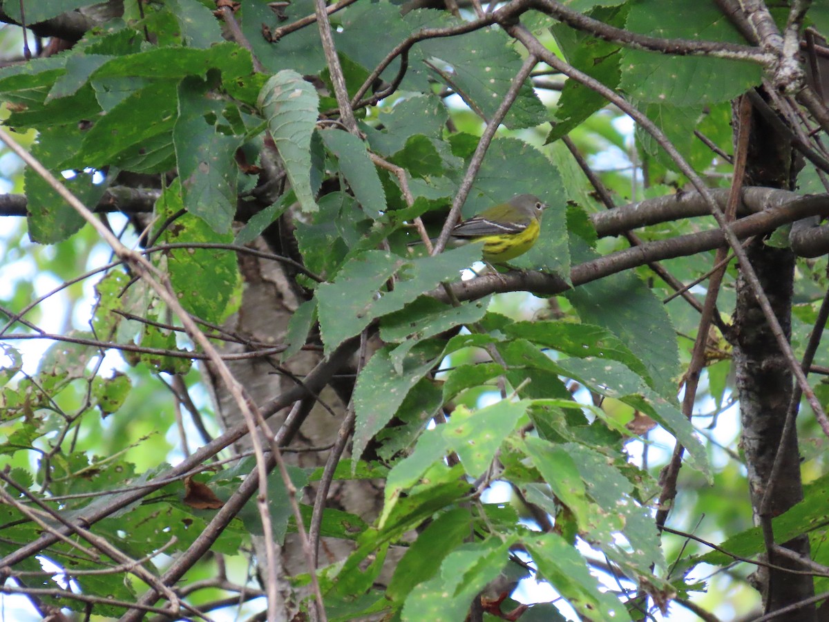 Magnolia Warbler - ML642726195