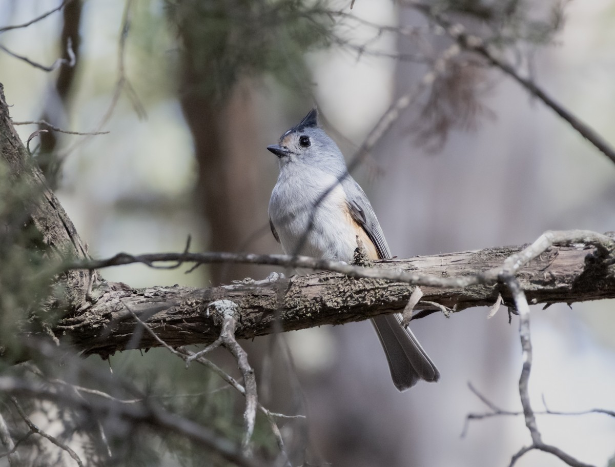 Tufted x Black-crested Titmouse (hybrid) - ML642726198