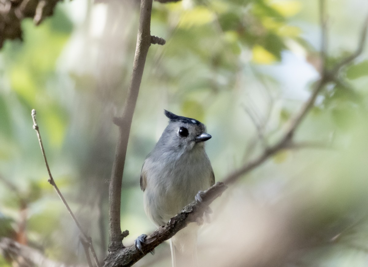 Black-crested Titmouse - ML642726222