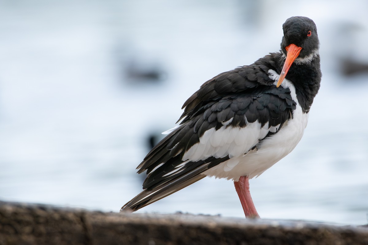 Beccaccia di mare - ML642726224