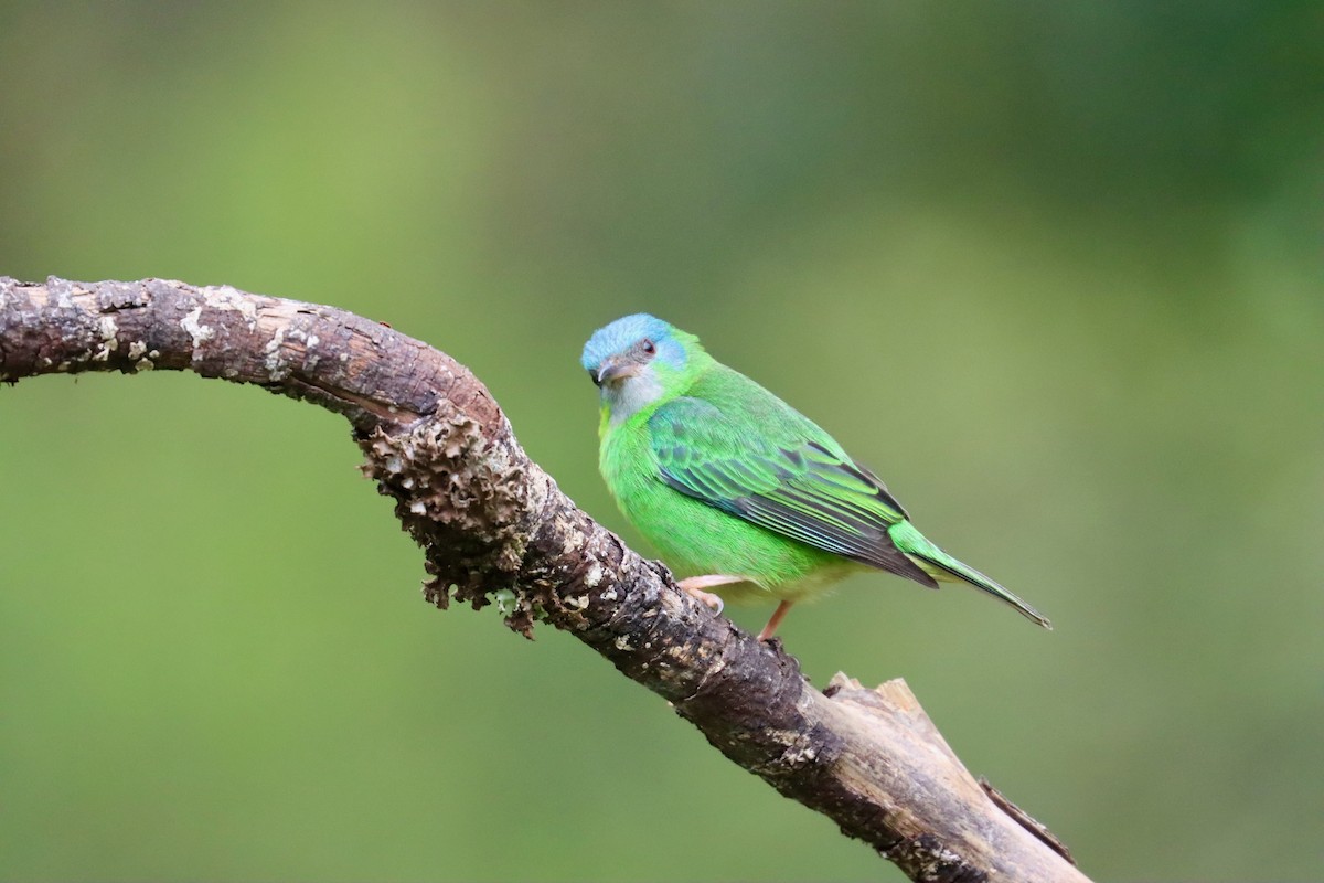 Blue Dacnis - ML642726226