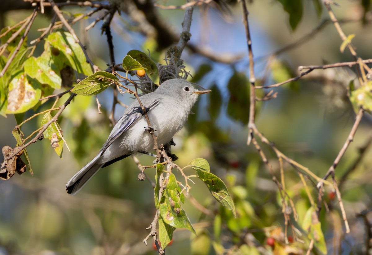 Blue-gray Gnatcatcher - ML642726231