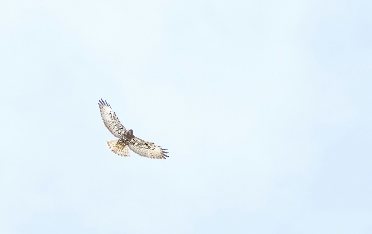 Short-tailed Hawk - ML642726243