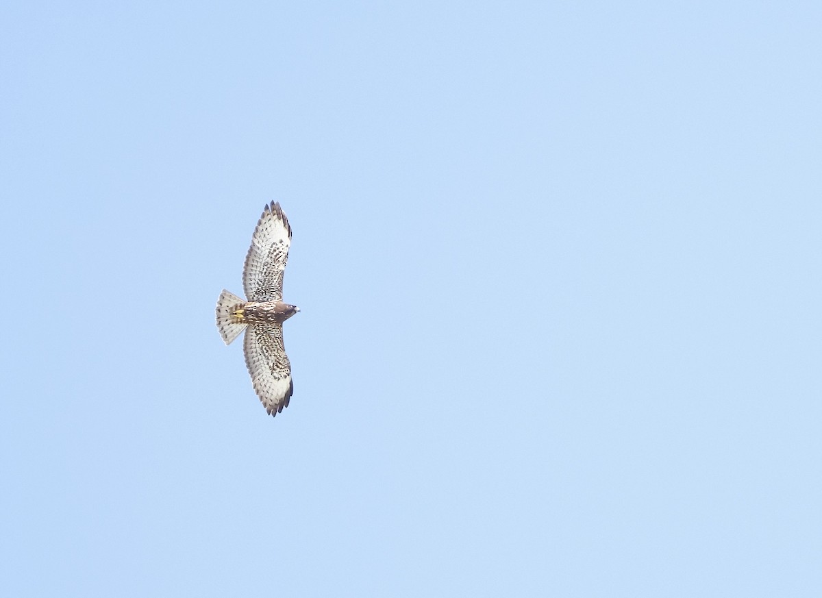 Short-tailed Hawk - ML642726244