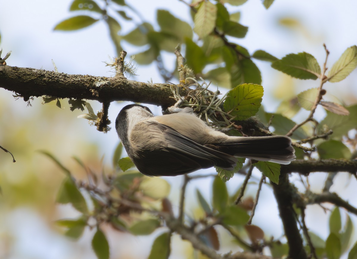Carolina Chickadee - ML642726246