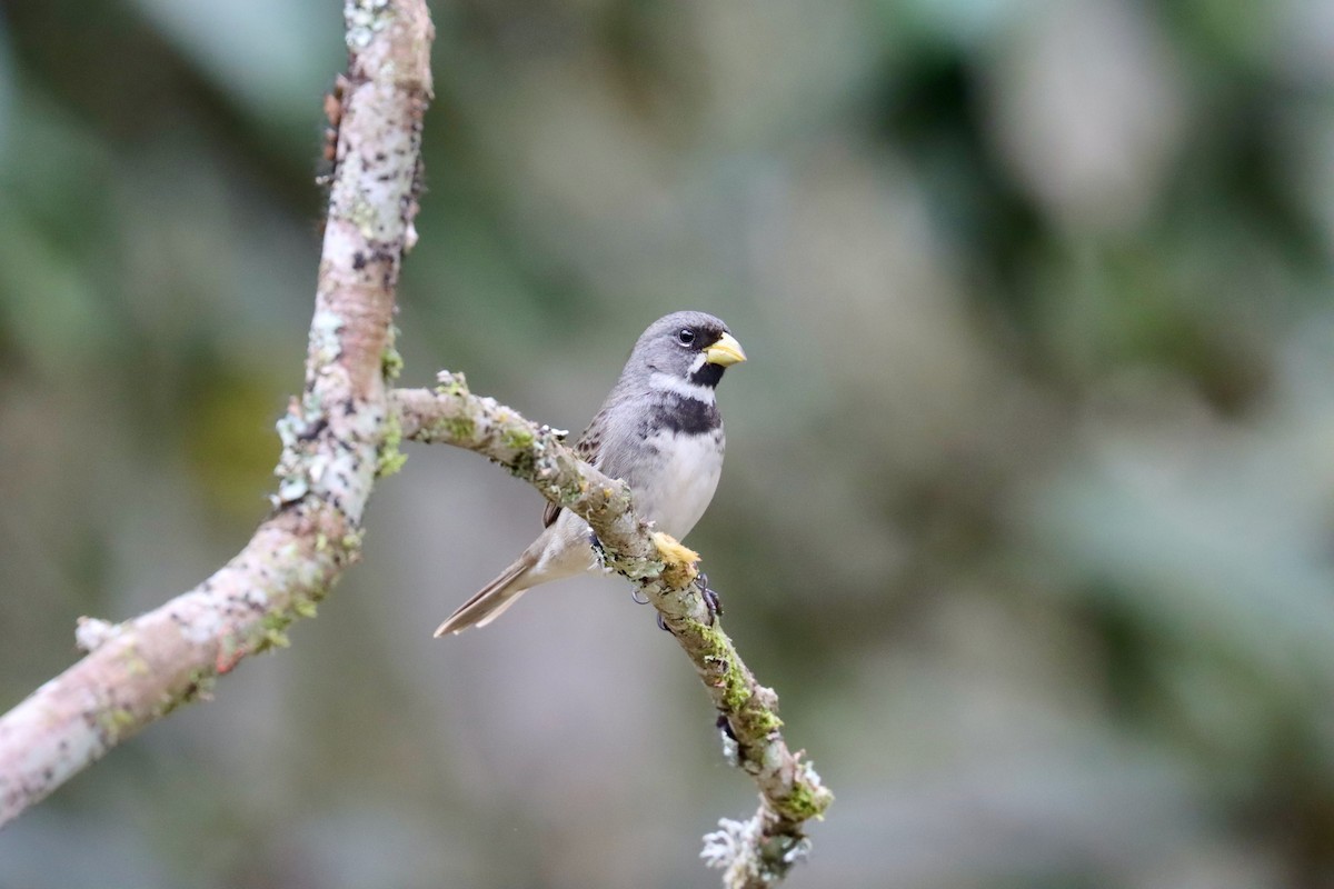 Double-collared Seedeater - ML642726268