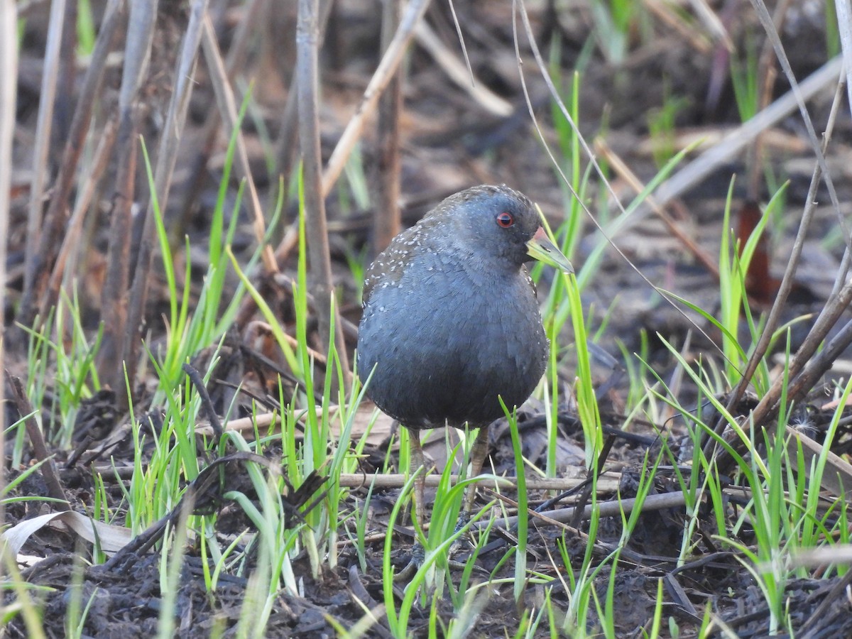 Australian Crake - ML642726269