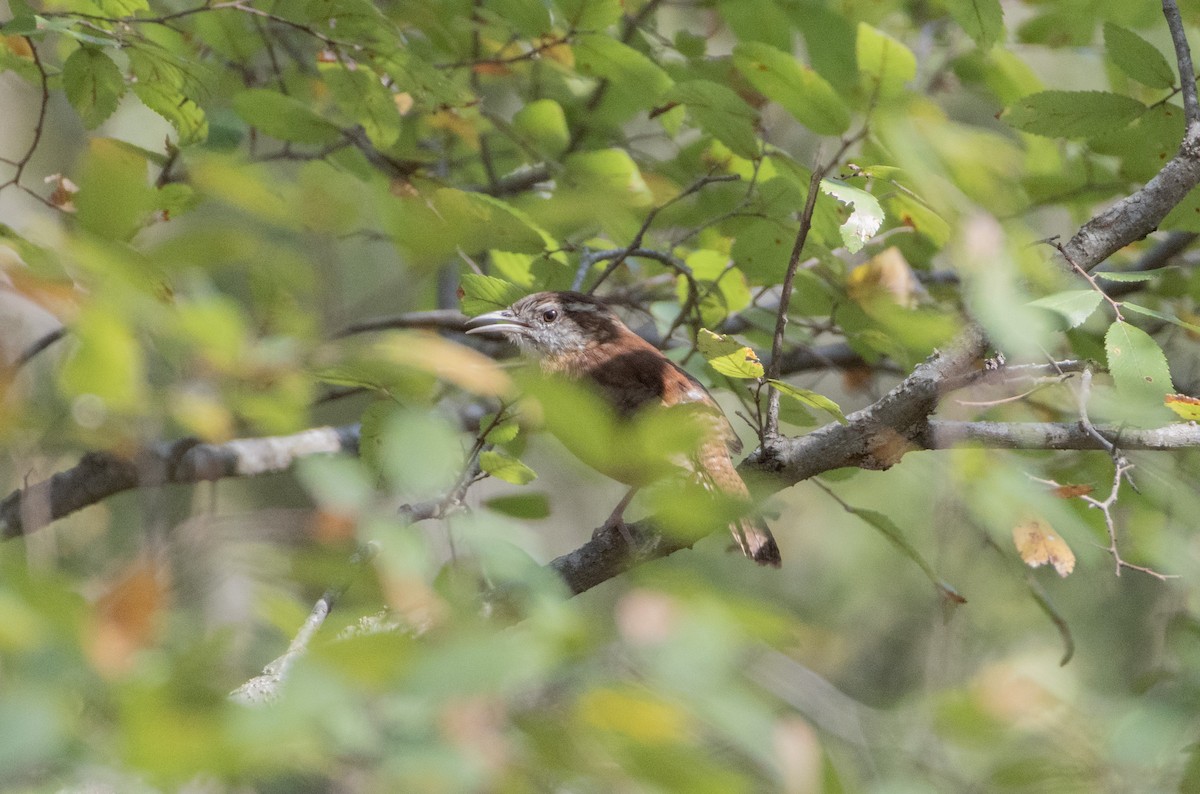 Carolina Wren - ML642726271