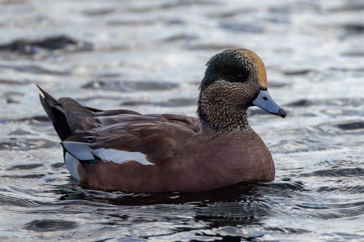 American Wigeon - ML642726282