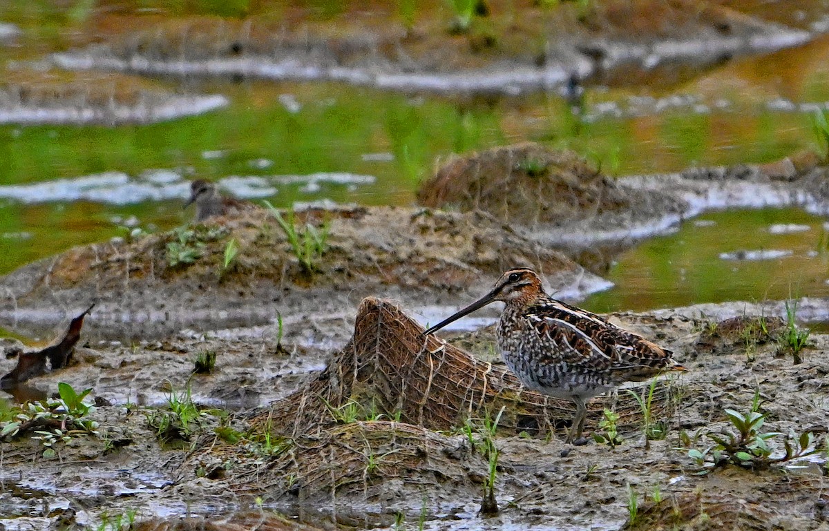 Wilson's Snipe - ML642726287