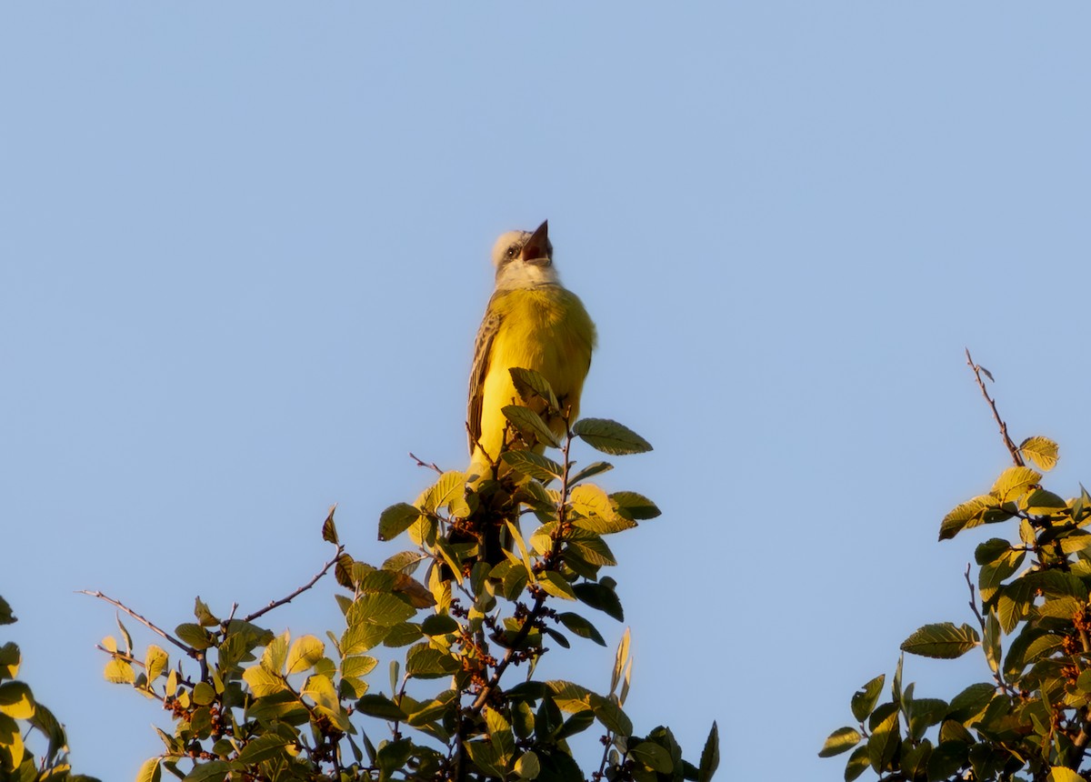 Couch's Kingbird - ML642726297