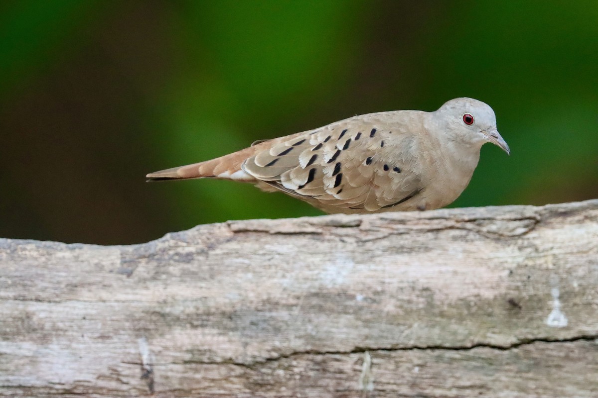Ruddy Ground Dove - ML642726298