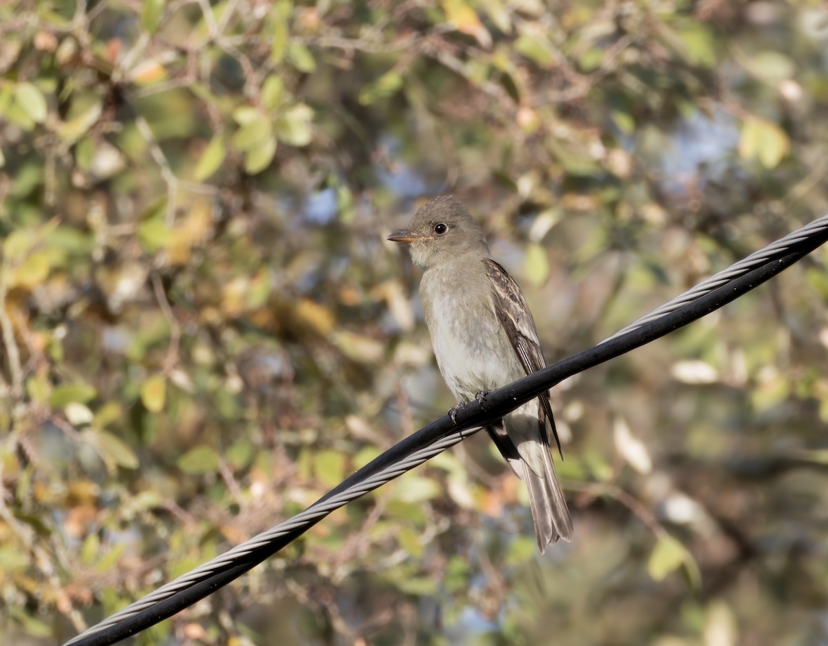 Eastern Wood-Pewee - ML642726311