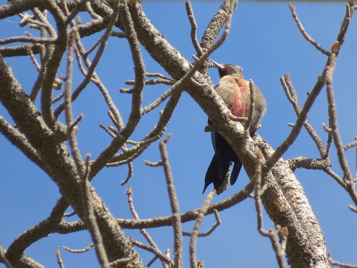 Lewis's Woodpecker - ML642726313