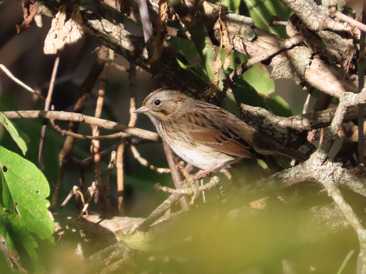 Lincoln's Sparrow - ML642726315