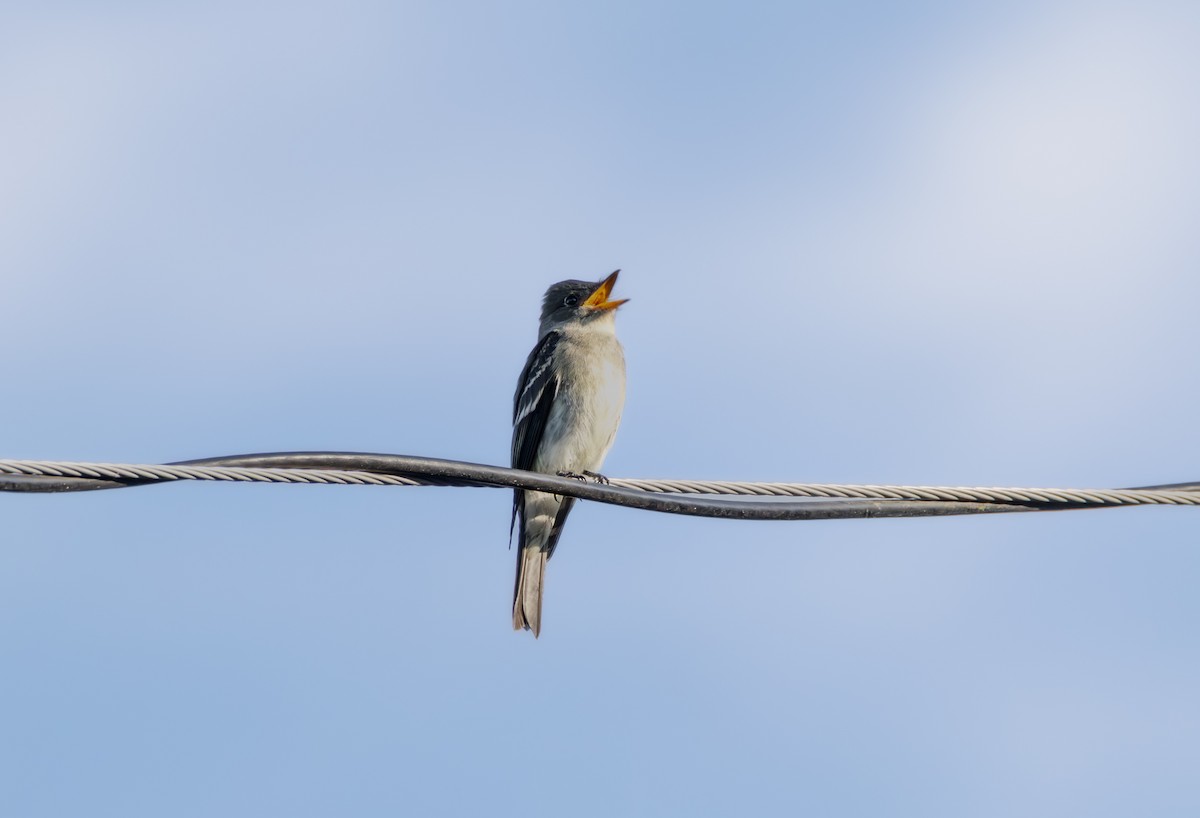 Eastern Wood-Pewee - ML642726316