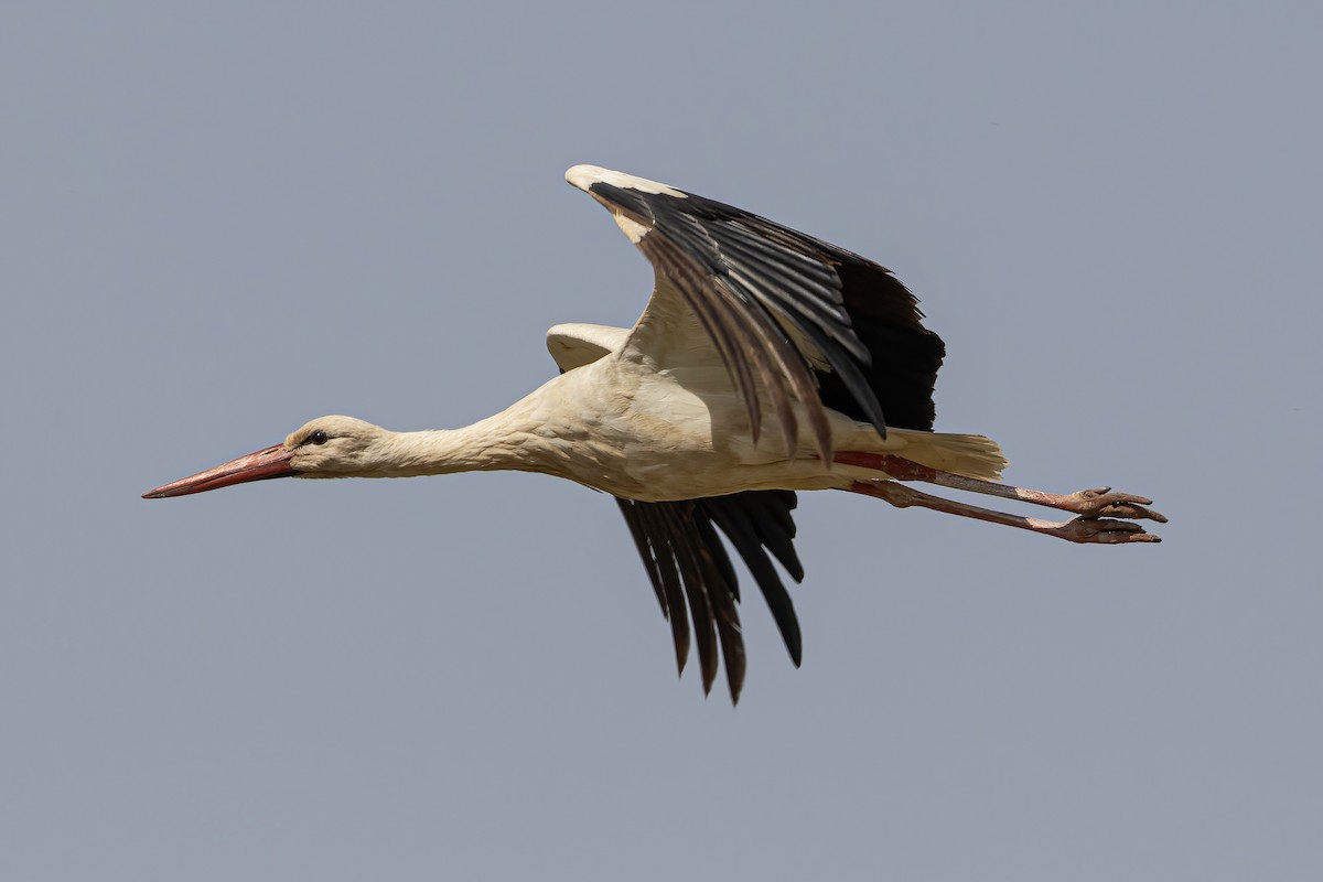 White Stork - ML642726319