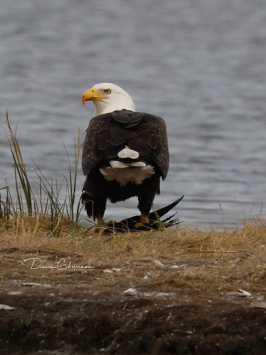 Bald Eagle - ML642726326