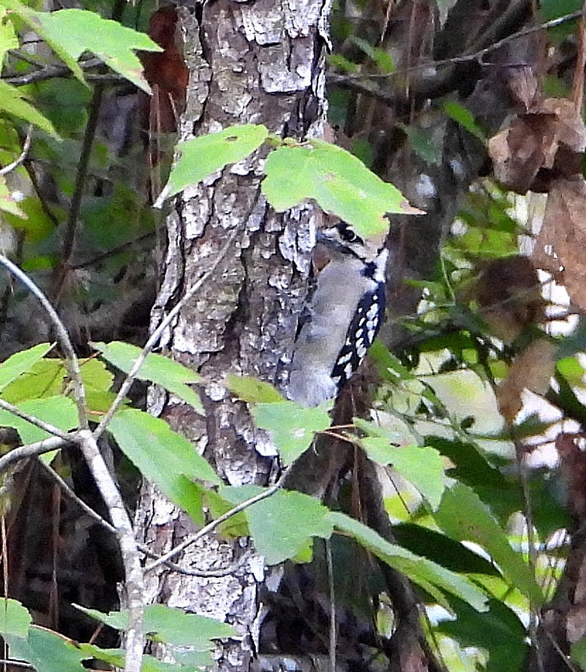 Downy Woodpecker - ML642726328
