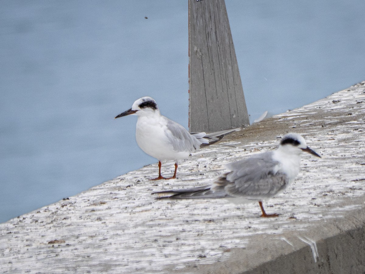 Forster's Tern - ML642726330