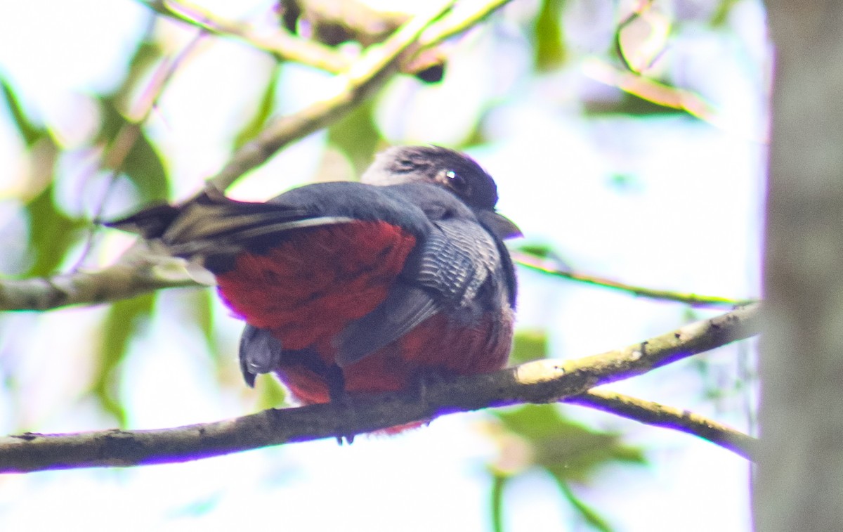 Surucua Trogon - ML642726333